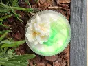 thé vert osmenthus3.webp