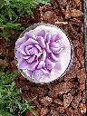 Douceur de Lilas2.webp