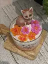 elegancefeline2.webp
