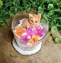 elegance feline new2.webp